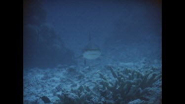 Grey reef swims towards camera