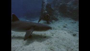 Valerie feeding shark