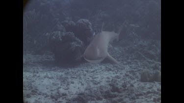 shark swimming