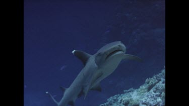 white tip shark swimming over coral