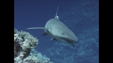 shark swimming
