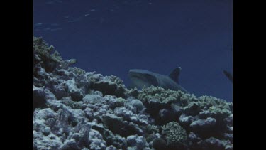 sharks swimming near valerie