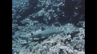 Shark eating coral