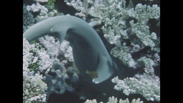 White tip swims out from under coral