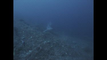 sand bar shark swimming over rocks