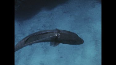 speared fish, swimming in circles