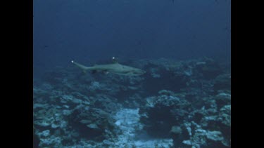 white tip sharks chase diver