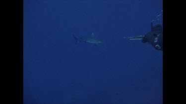 diver shooting shark