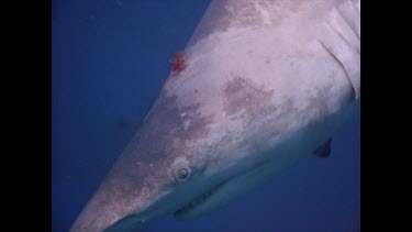dead shark being dragged to surface, blood coming from hole in head