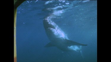 Great White Shark swimming, shot of underside showing white belly. Good shot of fins
