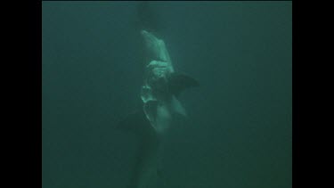 Sequence of shots. Hooked Great white shark bitten by other great white sharks.