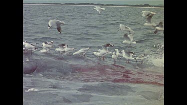 Birds feeding off dead whales