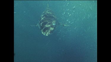 Great white shark swimming past camera