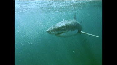 Great white shark swimming past camera