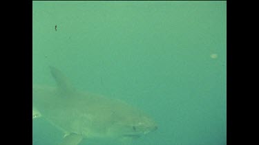 Great white shark swimming, bites at bait.