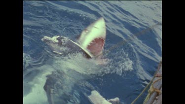 Topside. Great White shark feeding on bait at surface. Bite biting