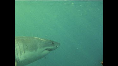 Great white swimming past baited hook