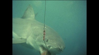 Great White bites into baited hook and swims away. Line seen trailing behind.