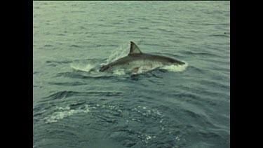 Sequence of shots. Alf Dean game fishing, hooks great white shark and reels it in. Rodney Fox Brian Rodger etc watching.