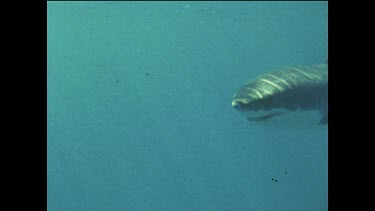 Great white shark swimming past camera