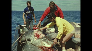 Three shark attack victims with caught, dead great white shark