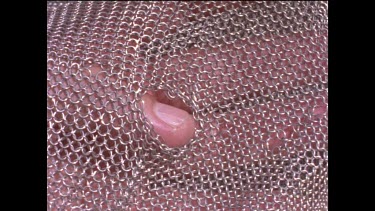 Damage caused to chain mail mesh suit during great white shark attack. Testing Great White Sharks bite and attack method