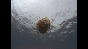 Jellyfish approaching camera