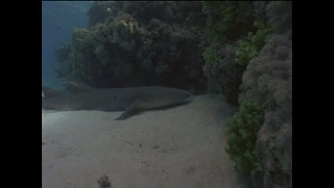 Tawny shark swims past camera