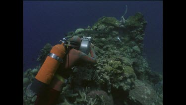 Ron Taylor filming sharks
