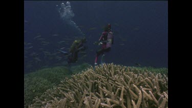 Ron and Valerie Taylor swimming over staghorn coral hand feeding fish.