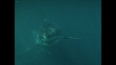 Great White approaches cage. ECU of snout and eye as swims up to cage.
