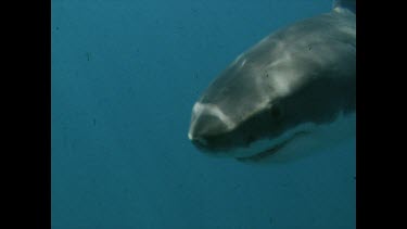 Ron Taylor in shark cage