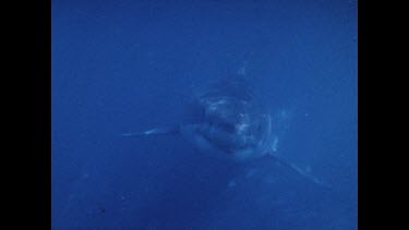 Shark swimming close to cage. Detail eyes, jaws. Teeth