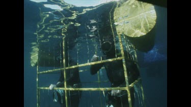 Exterior shot of divers in cage