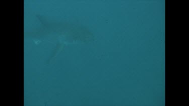 Shark swimming below camera, turning and swimming up again.