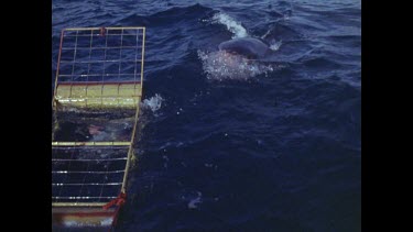 Shark cage from above with shark swimming very close and biting at cage and ropes.