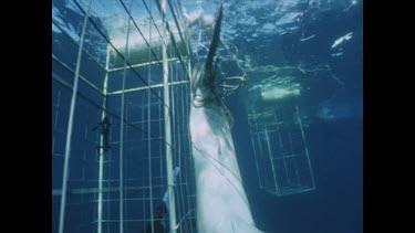 Great White tangled in wire against cage. Valerie swims out of cage towards the shark