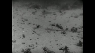 Sequence of shots. Black and white film footage. Shark Hunting with Movietone. Sequence of various rays swimming.