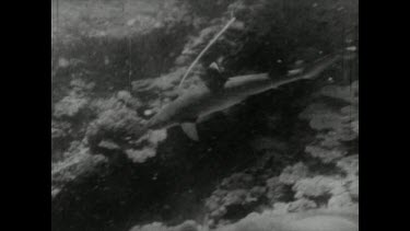 Sequence of shots. Black and white film footage. Shark Hunting with Movietone. Speared shark is injured, dies and sinks to ocean floor.