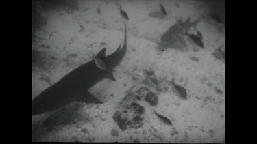 Sequence of shots. Movietone Revenge for victim of shark attack. Large school of Grey nurse Sharks sheltering under rocks. Spearing and killing Grey Nurse Sharks