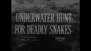 Sequence of shots. Movietone Underwater hunt for deadly snakes. Betray and turtle