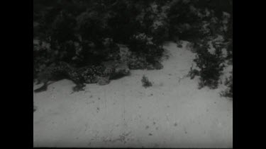 Sequence of shots. Movietone Underwater hunt for deadly snakes. Sea snake.