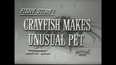 Sequence of shots. Movietone. Crayfish makes unusual pet. Removing crayfish from ocean, taking it in boat, taking it to house, swimming pool, cleaning it.