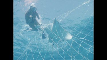 Valerie Taylor with stingray caught in shark nets off beach. Valerie tries to save ray.