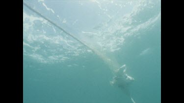 Dead Ray caught in shark nets.
