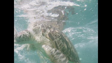 Green turtle caught in shark nets. Struggling to free itself but getting more and more tangled.