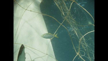 Fish swim fearlessly around shark caught in shark nets