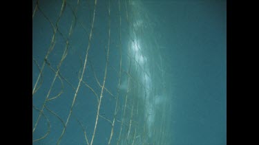 Dead Shark killed in shark nets, entangled.