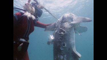 Valerie Taylor with Dead, decaying hammerhead shark caught in shark nets