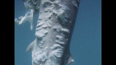 Dead, decaying hammerhead shark caught in shark nets